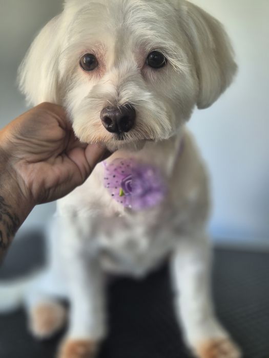 Frizerie canina Constanta