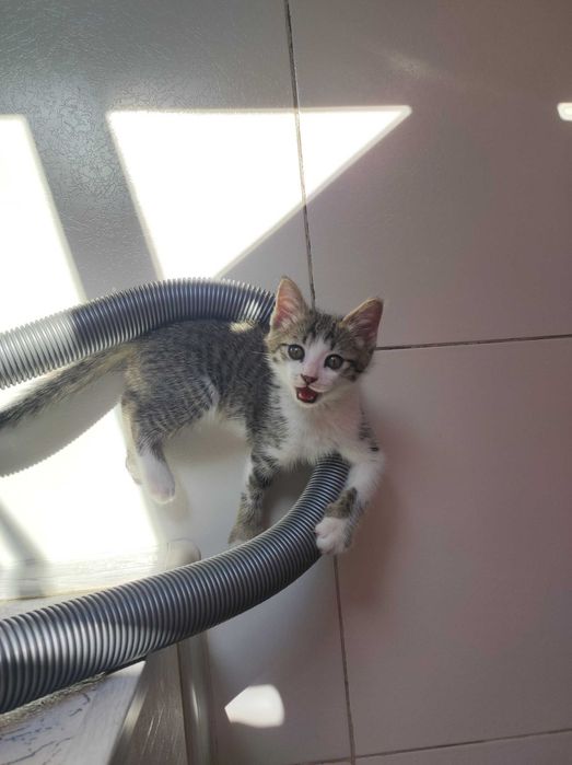 Котёнок в добрые руки 3 месяца
