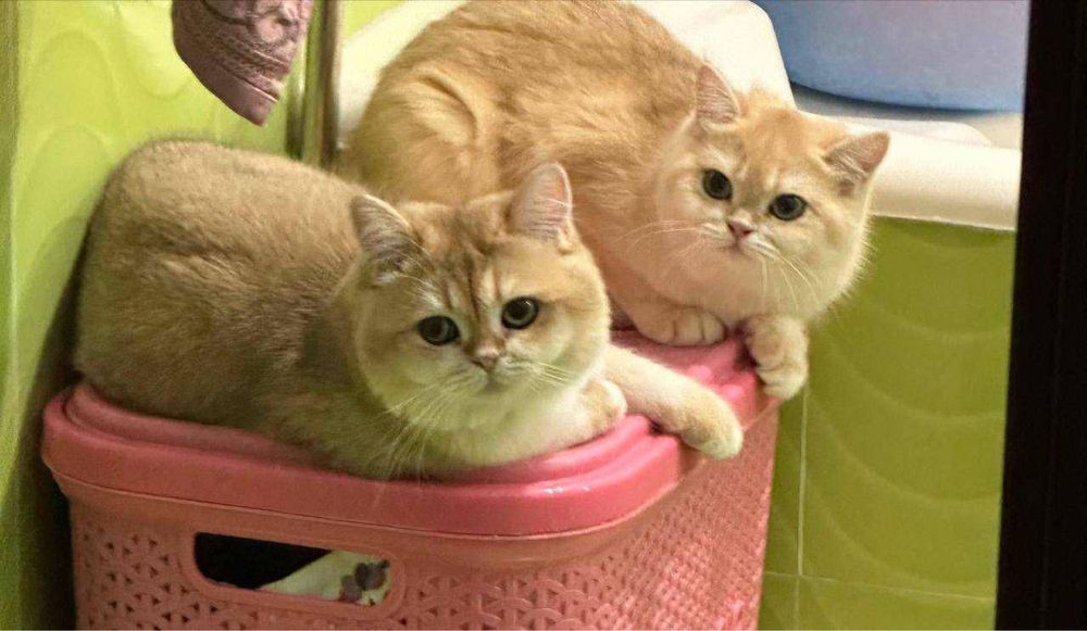 Приглашает на вязку