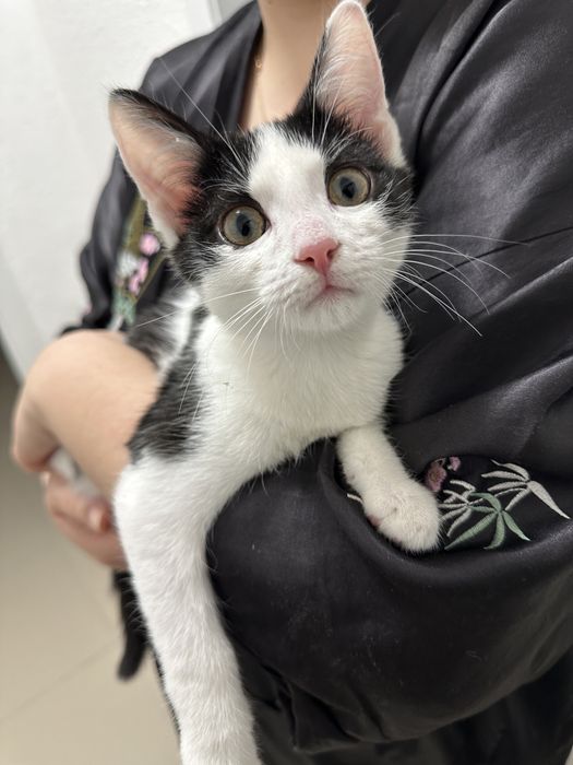 Пристраивается Котик