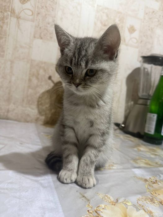 Продается котята