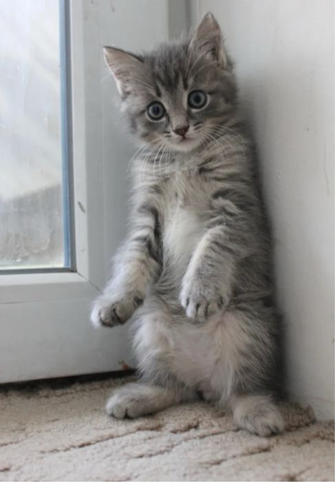 В Продажее Котята