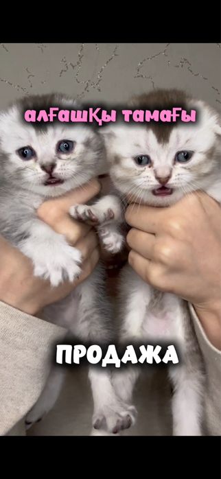 вислоухий котенок мальчик