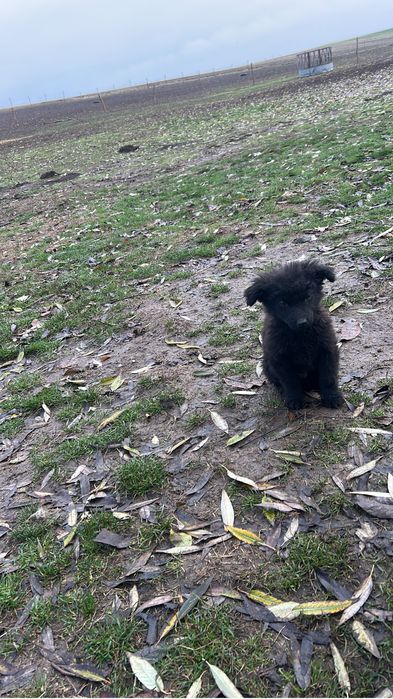 Catei de intors mudi