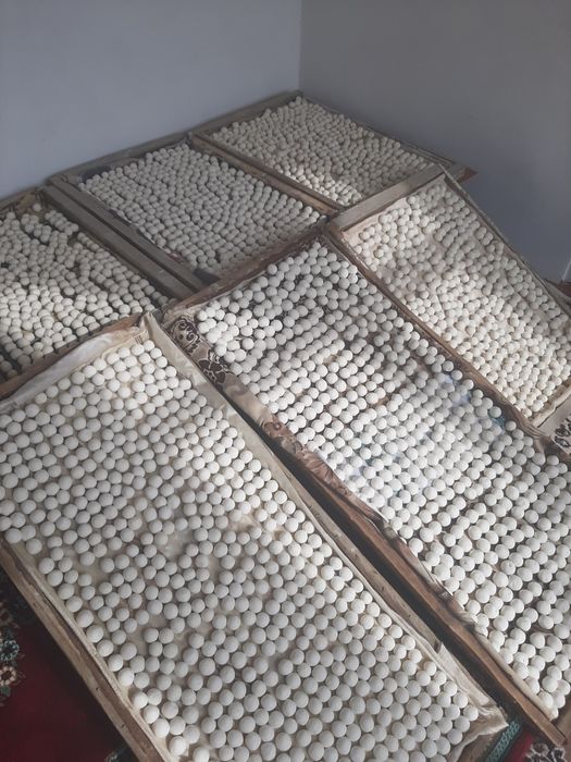 Zomin Qurti qaynatilgan Sifatli va hamyonbop