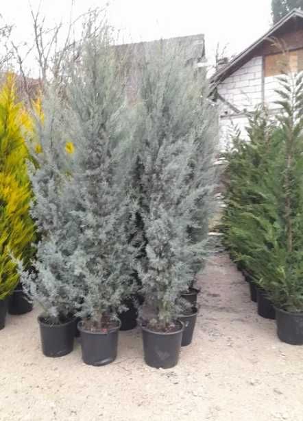 Arbori Leylandii pentru Amenajări Exterioare Moderne