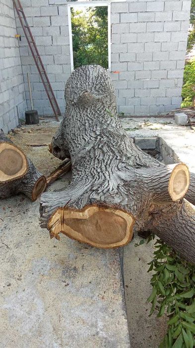 Спиленный ореховый ствол