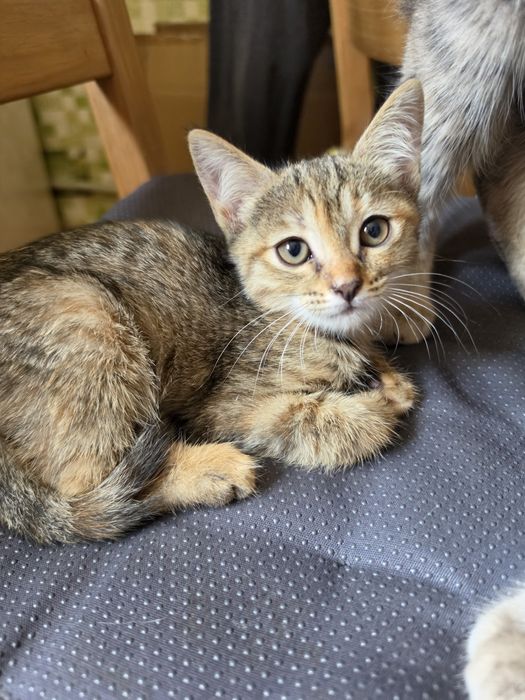 Котята домашние в добрые любящие руки