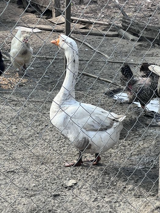 Gascani de snul trecut din luna mai