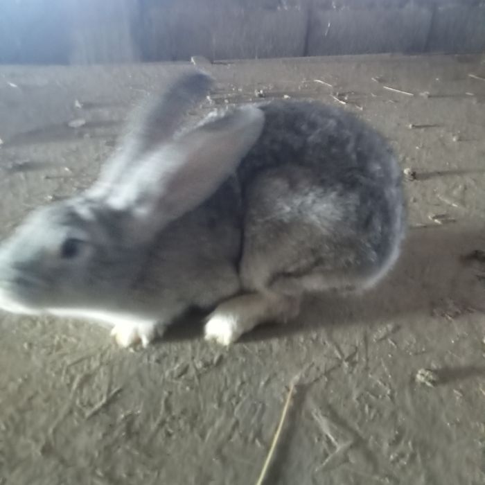 Кролики великаны