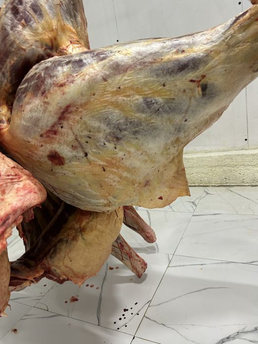 Жылкы баитал конина