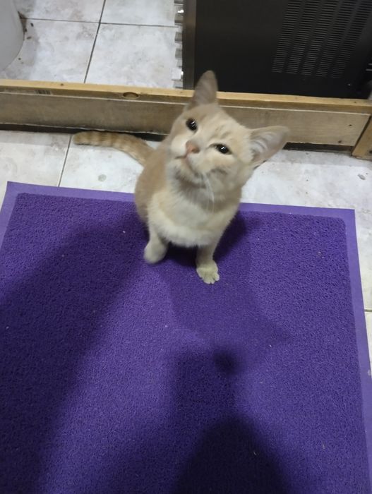 Возьмите кошку, добрые люди.