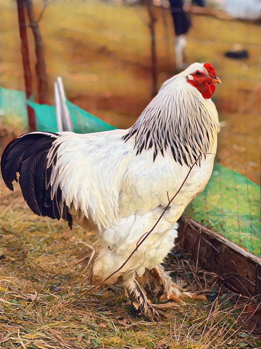 Oferta Oua incubat gaini brahma herminat deschis