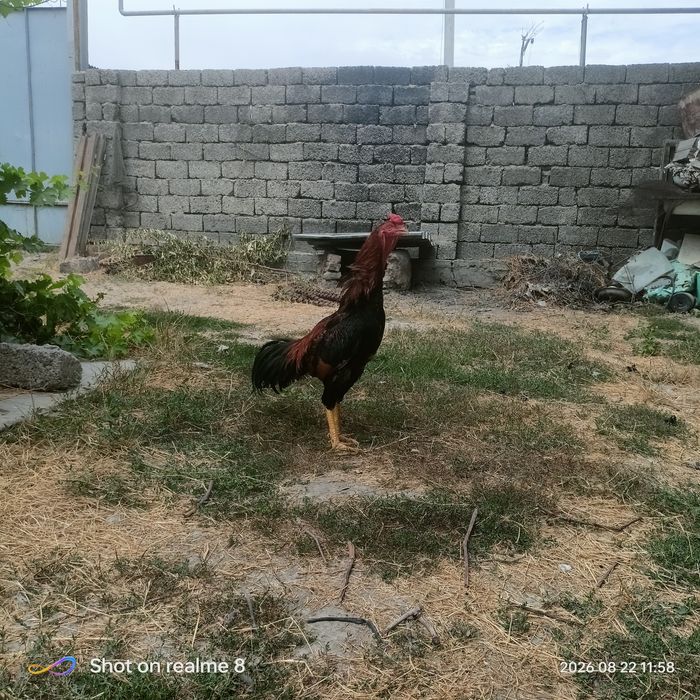 Boboqi xuroz sotiladi