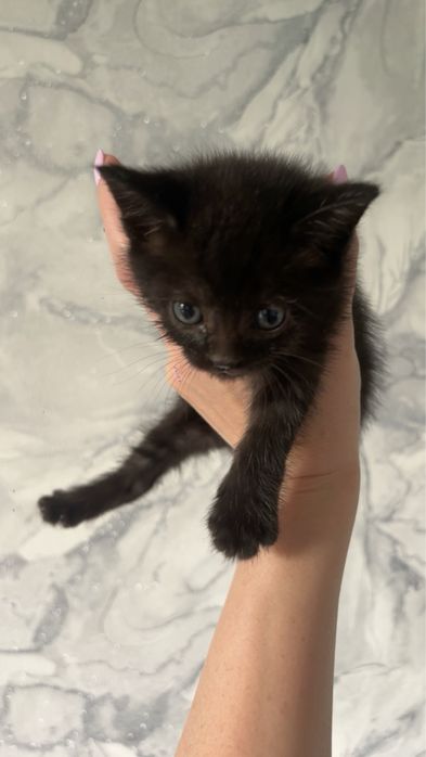 Отдам котят в добрые руки!