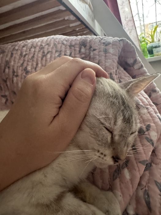 Котенок кошечка Тайская табби-поинт 3 мес