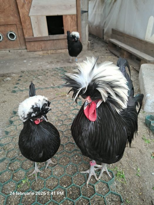 Vând oua de motata olandeza