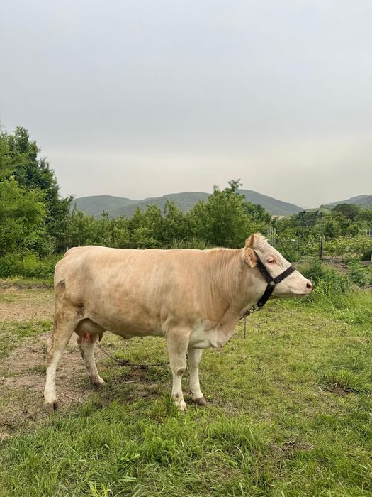 Продам корову с теленком