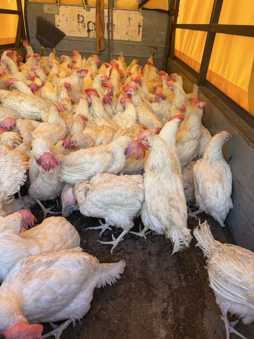 Декалбы несушки куры .