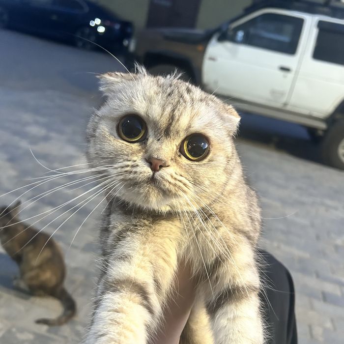 кошка породистая