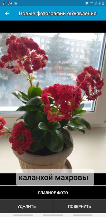 Продам разные комнатные цветы