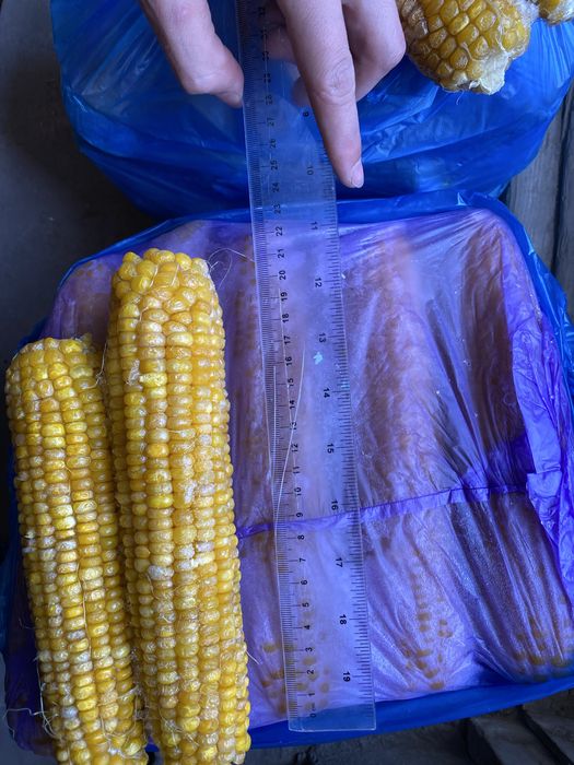 Joxori. макке .megaton .сладкая кукуруз . жухори