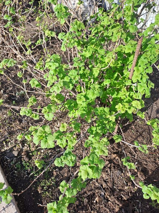 Саженцы смородины