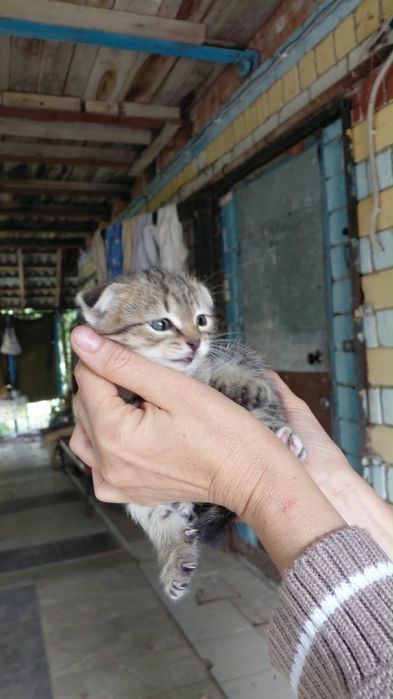 Котята в добрые руки