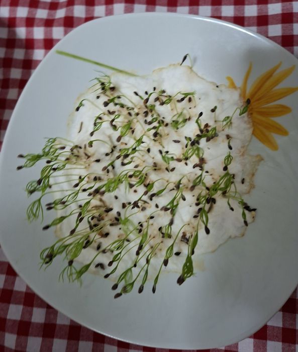 Semințe de Molid și de Larice