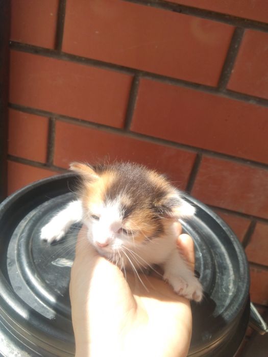 Отдам котят от мышеловки