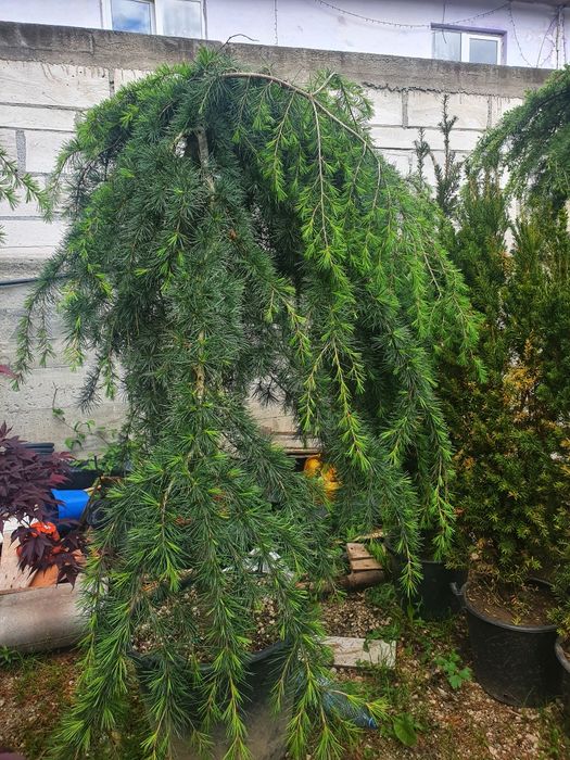 Cedru pletos ( plangator ) verde, argintiu, atlantica.