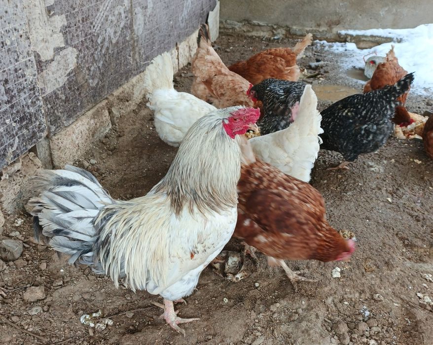 Продам курей и один петух.