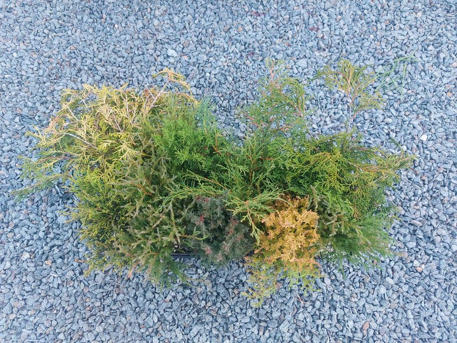 Mix 30 buc. puieti chiparos la ghiveci- diferite cultivaruri