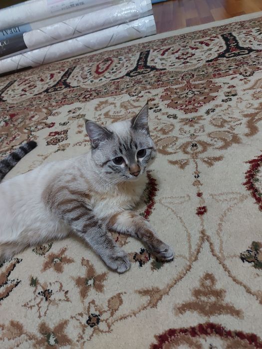 Сиамскии кот 7 месяц