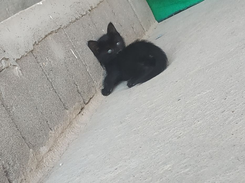 Hadyaga beriladi mushukchalar