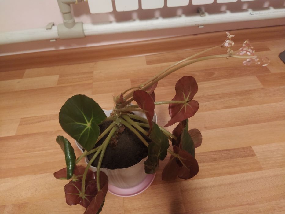 Бегония от 1000 тг