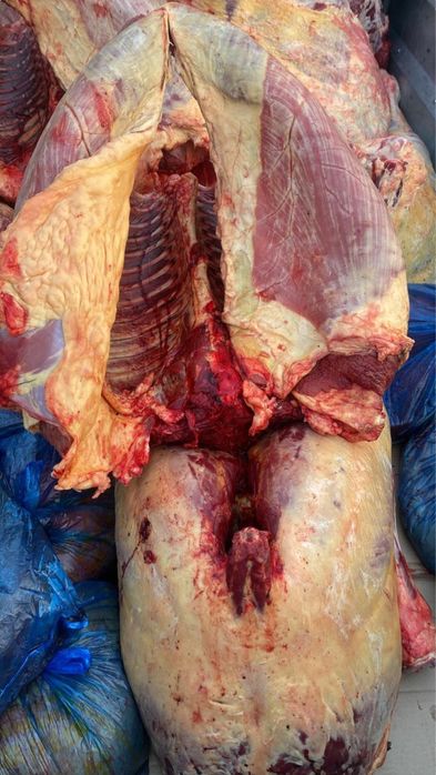 Продам соғым (жабағы)