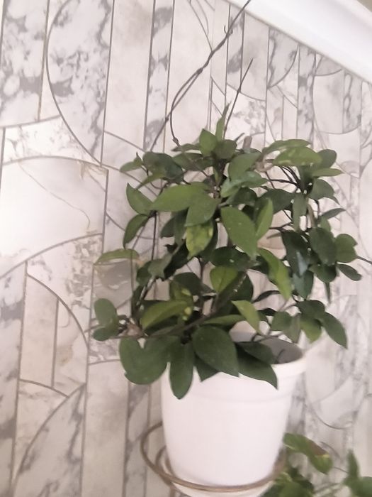 Чиройли ва нойоб гуллар