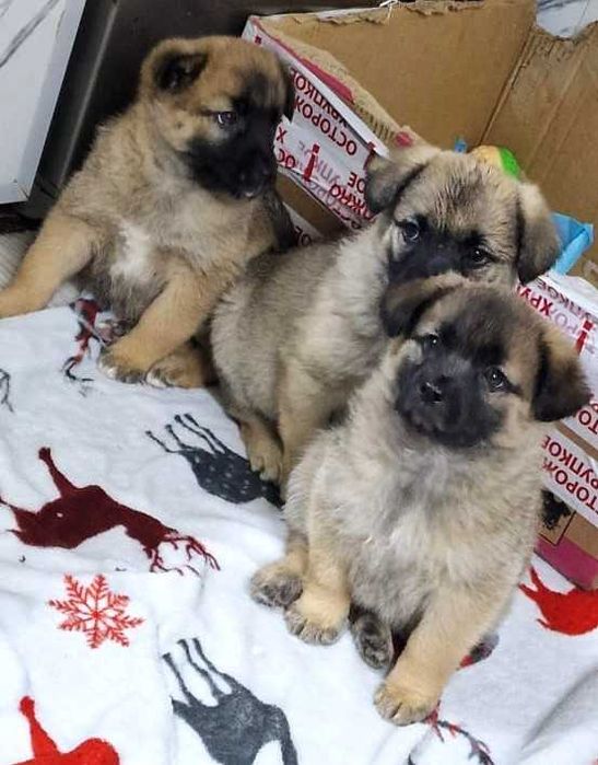 отдам щенков овчаренков в хорошие руки