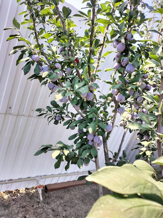 Продается  очень уютный дом!