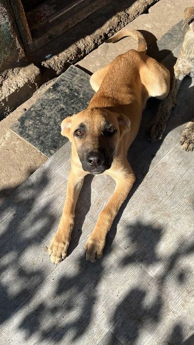 Отдам в хорошие руки