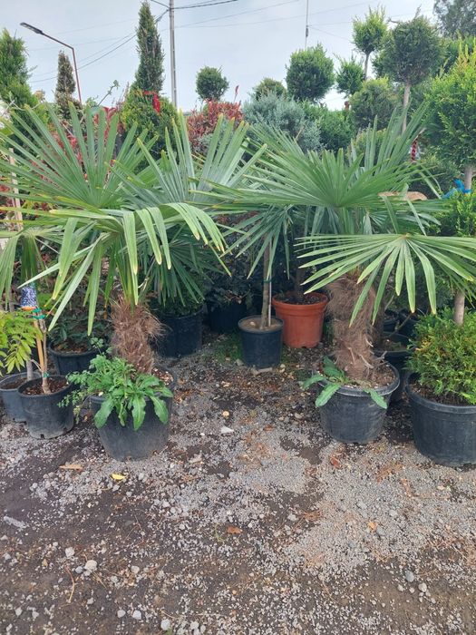 Palmieri artari japonezi plante exotice