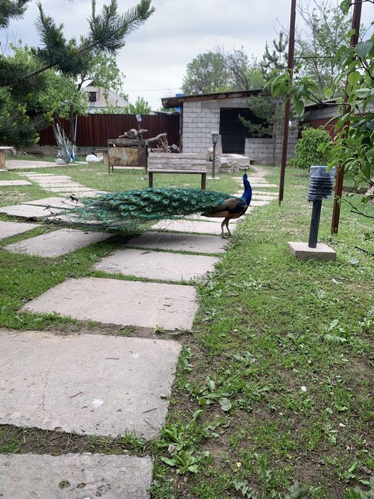 Продам яйцо индийского павлина