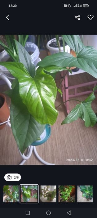 Комнатные цветы цена от 2500тенге