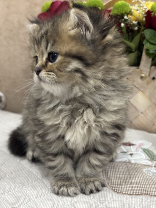 Мушук боласи котёнок