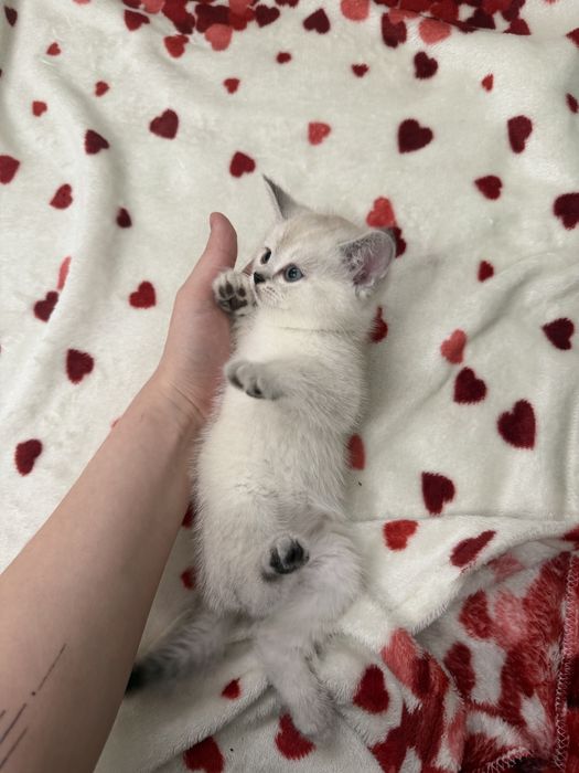 Продается британские котенки
