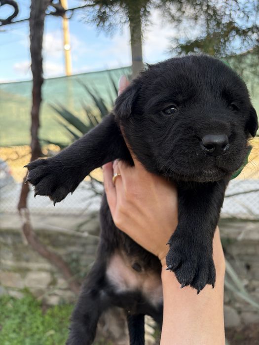 Подарявам кученца