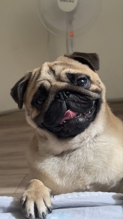 Чистокровный кобель мопса для вязки