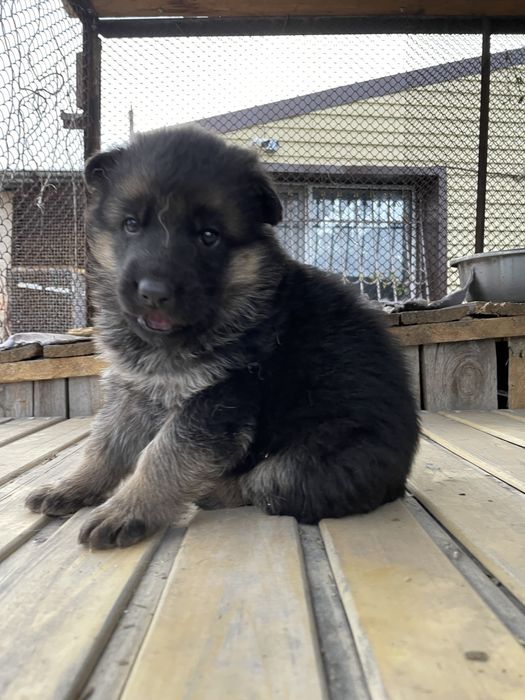 Щенки немецкой овчарки