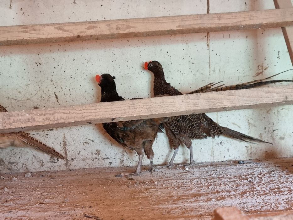 Fazani tenebros si roscati